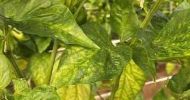 La araña roja azota al pimiento en los invernaderos almerienses