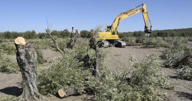 Los olivareros se despiden de los árboles centenarios para cambiarlos por cultivos más rentables