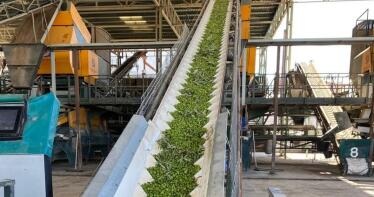 La DO Sierra Mágina cierra la campaña con un mínimo ‘histórico’: un 8% respecto al año pasado