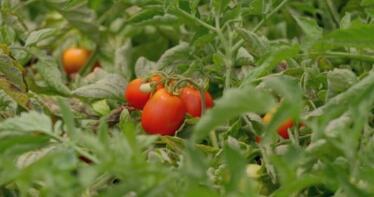 El kétchup más famoso del mundo tiene su origen en una finca sevillana