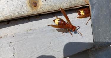 El avispón oriental, una amenaza creciente en Andalucía sin protocolo de control