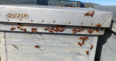 Las trampas con cerveza y bebidas azucaradas ayudan a acabar con el temido avispón oriental