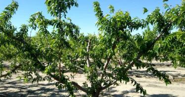 Andalucía pide al Ministerio ayudas de programas operativos para la fruta de hueso