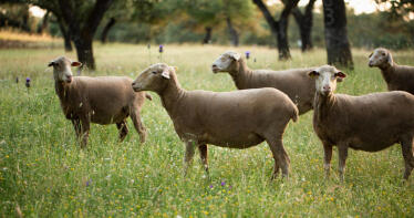 Marta Cornello: «Si pasas más tiempo en la oficina que en el campo, terminas abandonando»