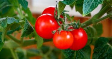 La sequía y las plagas ponen en peligro al 60% de la producción de tomate para industria