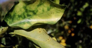 Alerta en la citricultura: Portugal detecta Xylella en cítricos, la primera vez en la Unión Europea