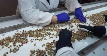 El pistacho se hace fuerte dentro del «gigante» Dcoop