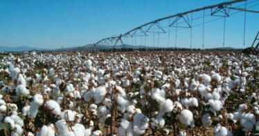 Fijado el importe definitivo de la ayuda al algodón de la campaña 2022