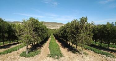 El producto andaluz que se ha convertido en la «moneda de cambio» del acuerdo entre EEUU y UE