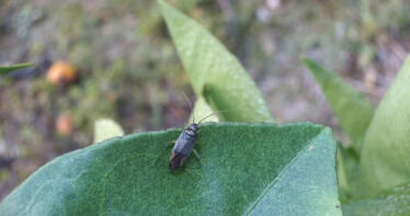 ¿Cómo prepararse para la aparición del chinche verde en cítricos?