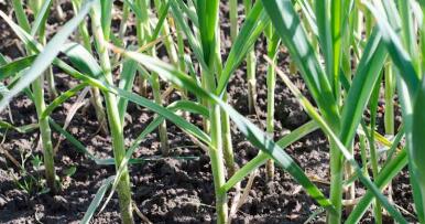 Arranca en Córdoba la campaña del ajo con menor superficie pero mayor calidad