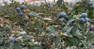 El arándano «Cupla» gana peso en el campo onubense: por qué ha cautivado a productores y consumidores