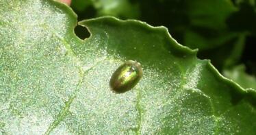 Aumenta el peligro de cásida en el cultivo de remolacha azucarera