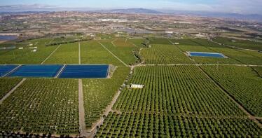 ¿Qué fruta necesita menos agua en su producción?