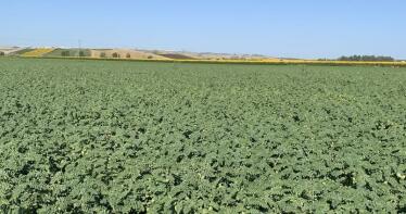 La única legumbre andaluza amparada por IGP, en la cuerda floja por un desplome de la producción