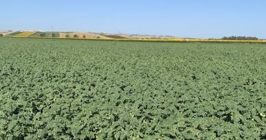 La siembra de garbanzo entra en la recta final en Andalucía: estas son las previsiones