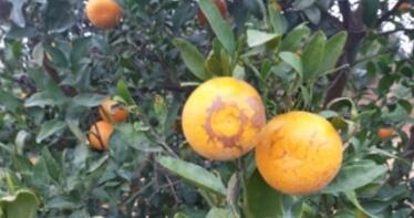 El 1 de abril se inicia la cobertura del seguro para las producciones de cítricos