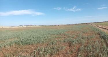 La producción en muchas parcelas de secano andaluzas será nula