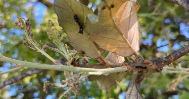 Los agricultores gaditanos se manifestarán por la «inacción» del Gobierno contra la lagarta peluda