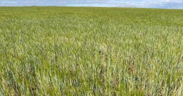 Las cotizaciones de los cereales siguen inmóviles en Sevilla mientras prevén una cosecha mundial de récord