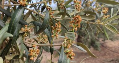 El calor quema la floración de la aceituna y pone en peligro la próxima cosecha