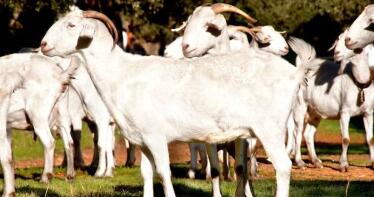 Denuncian la bajada «injustificada» de los precios de la leche de cabra en Cádiz y Málaga