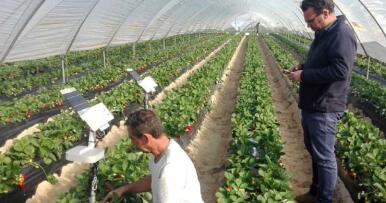 Nuevas tecnologías para un sector fresero a la vanguardia: así se trabaja en la finca El Gago