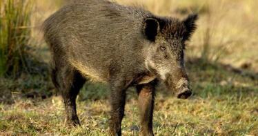 Cercando al ‘factor jabalí’: medidas excepcionales y un censo poblacional para prevenir la PPA