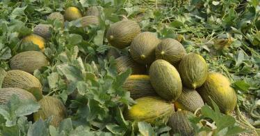 La superficie del melón crece un 25%, mientras que la sandía se estabiliza esta campaña