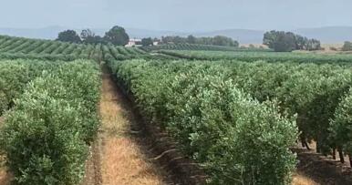 «En los olivares de regadío estamos intentando echar agua como podemos para aguantar el verano»