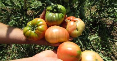 Reviven un tomate consumido hace ocho generaciones en Córdoba