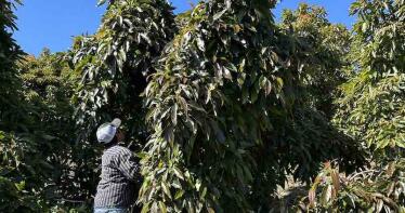 Eurosemillas presenta una variedad de aguacate cinco veces más rentable que el Hass