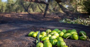 Los olivareros, preocupados por la mano de obra: «No llegamos a tiempo de recoger y mucha aceituna termina en el suelo»