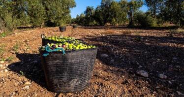 La hojiblanca, la última esperanza para salvar la campaña de verdeo