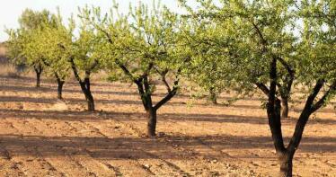 Los frutos secos lideran el incremento de producción ecológica en la región