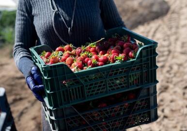 Asaja Huelva selecciona 890 trabajadores de Mali para la campaña de berries