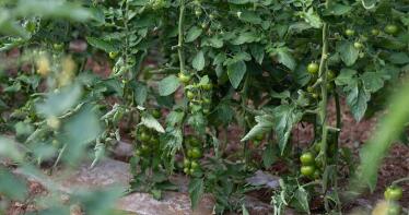 Lidl compra a productores andaluces el 70% de sus tomates