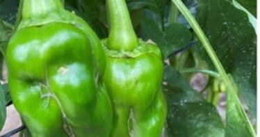 Los agricultores almerienses reclaman autorizaciones excepcionales tras dos meses acorralados por el ‘trips’