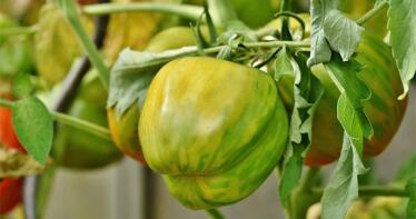 Más de un 30% del calabacín almeriense se ha arrancando en noviembre a causa de las plagas