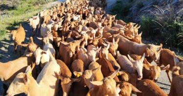 «Nos pagan el cabrito a menos de mil pesetas, como hace 40 años», denuncian los ganaderos andaluces