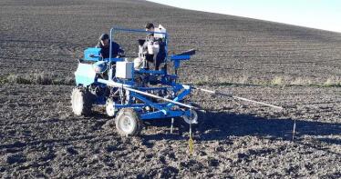 Objetivo, conseguir la IGP: arranca la siembra de diez ecotipos de garbanzo cordobés