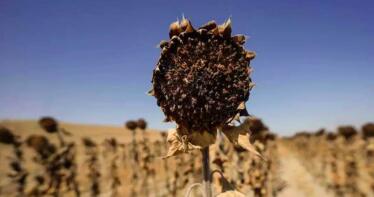 El girasol se hunde en Córdoba al quedarse sin ayudas de la PAC