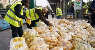 Agricultores reparten 3.000 kilos de limones en plena calle para protestar por los «precios de ruina»