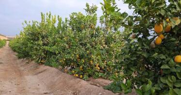 La producción de naranjas en Almería no alcanzará siquiera el aforo