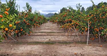 La aplicación de un plan de fertirrigación y tratamiento foliar aumenta casi un 77% la producción de mandarina