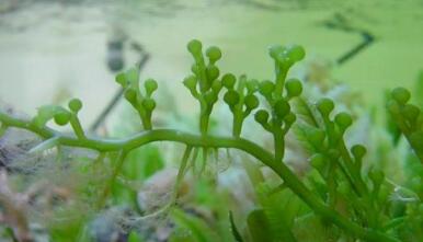 Microalgas, proteína de calidad en cantidad