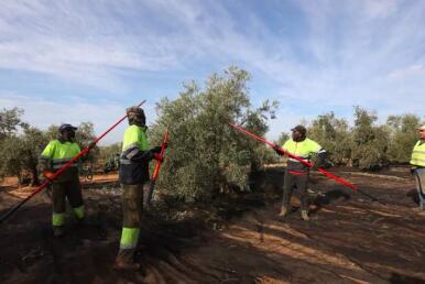Asaja, COAG y UGT se unen en Córdoba para luchar contra la falta de mano de obra en el campo