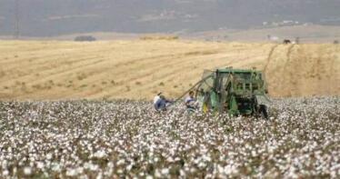 Tras dos campañas catastróficas, el cultivo del algodón ‘revive’ en el Bajo Guadalquivir