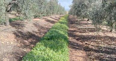 Enrevesados ecoesquemas