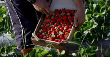 Se publica oficialmente la extensión de norma de los frutos rojos para fomentar la competitividad del sector